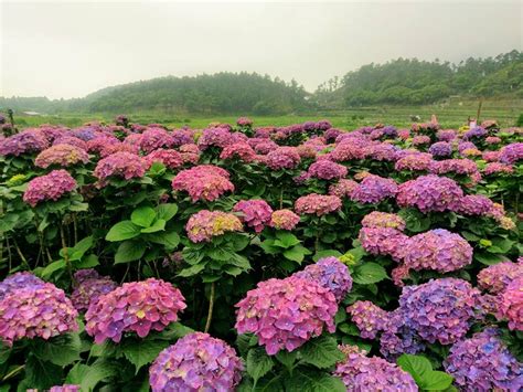 繡花球|【2024陽明山繡球花】滿開！竹子湖繡球花季最新花。